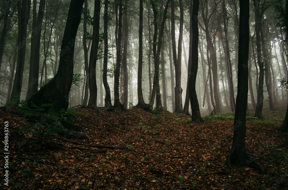 Wall mural dark woods background, autumn forest landscape