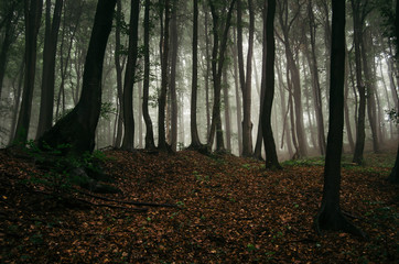 dark woods background, autumn forest landscape