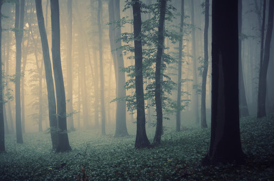 Fototapeta magical forest landscape with trees in fog