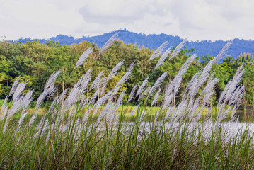 Beautiful white grass flowers for the background 