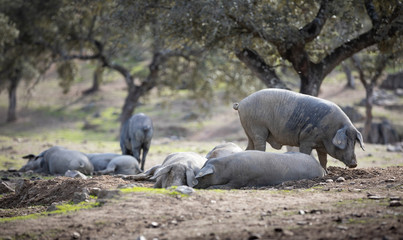 Fototapeta premium Iberian pigs in full freedom eating and resting in nature