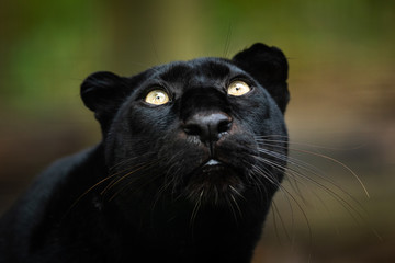 Black panther in the jungle © AB Photography