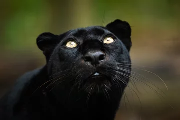 Tuinposter Zwarte panter in de jungle © AB Photography