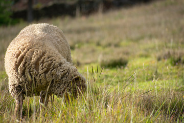 Naklejka na ściany i meble Wild sheep in the field