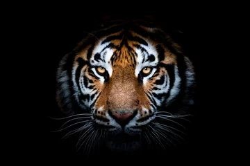 Foto op Aluminium Portret van een tijger met een zwarte achtergrond © AB Photography