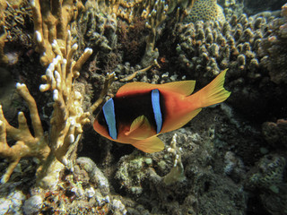 Fototapeta na wymiar Clown Anemonefish, Amphiprion percula, Nemo fish. 