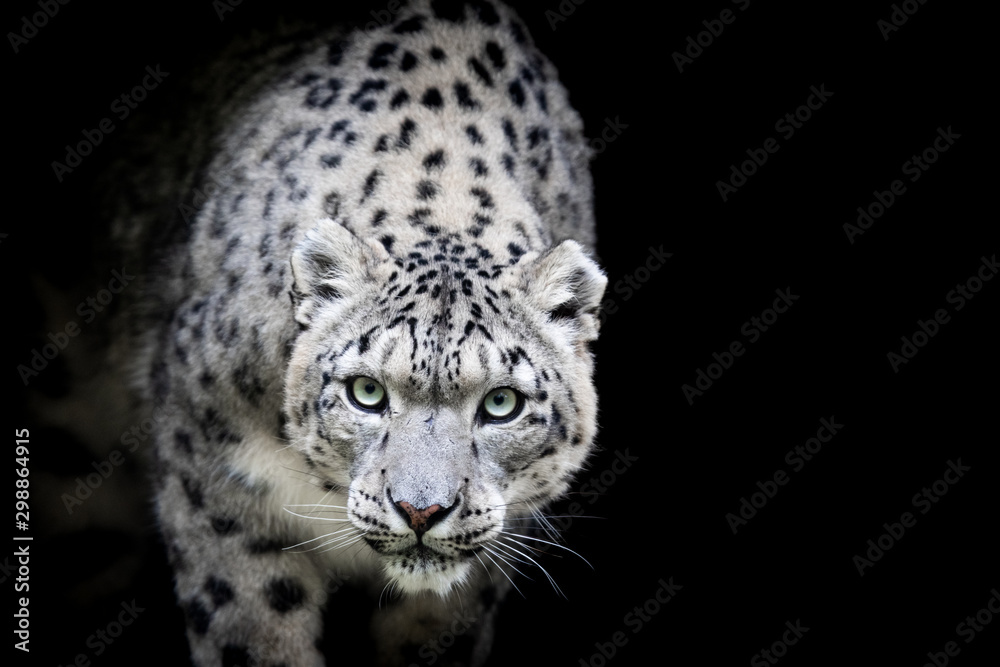 Canvas Prints snow leopard with a black background