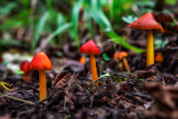 Red mushroom in the forest, Strandzha mountain, Bulgaria