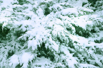 Winter background with snowy spruce branches.