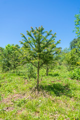 Fototapeta na wymiar Young Parana Pine (Araucaria angustifolia) in Misiones, Argentina