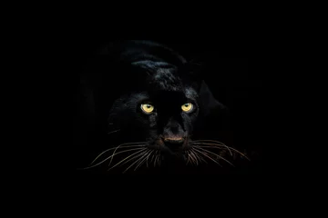 Raamstickers Zwarte panter met een zwarte achtergrond © AB Photography