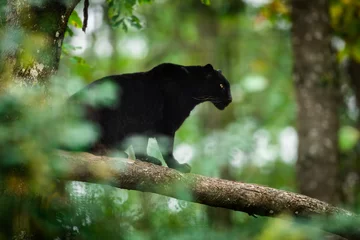 Foto op Plexiglas Zwarte panter op de boom in de jungle © AB Photography