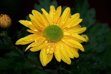Gelbe Margeriten Leucanthemum Blüte mit Regentropfen