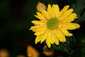 Gelbe Margeriten Leucanthemum Blüte mit Regentropfen