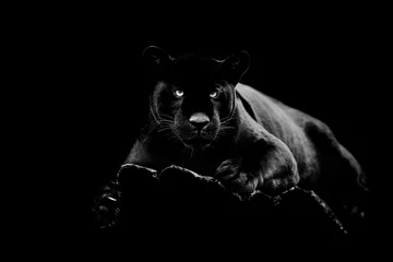 Foto op Aluminium Woonkamer Zwarte jaguar met een zwarte achtergrond