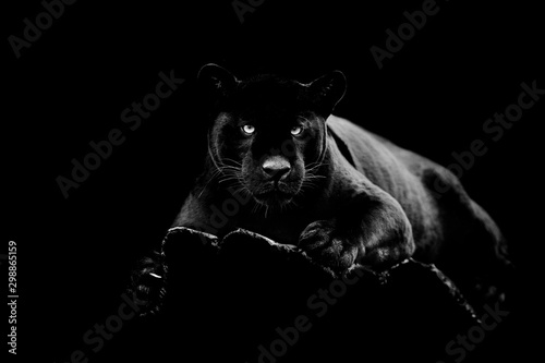 Fototapete Black Jaguar With A Black Background - Fototapeten-AB Photography