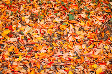 autumn yellow leaf on the ground