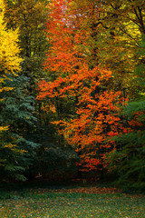 Autumn tree with a red leaf on among green trees