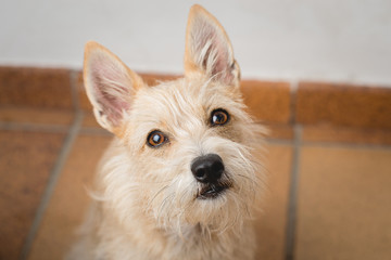 Curious dog looking at the camera.Close-up portrait of homeless mongrel dog waiting for a new owner. Cute beige dog.