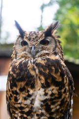 The short-eared owl Asio flammeus brown closeup owl portraint in the woods