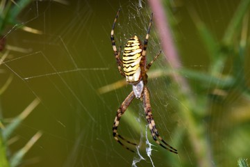 Close up of Argiope bruennichi in Danubian wetland meadow, Slovakia, Europe