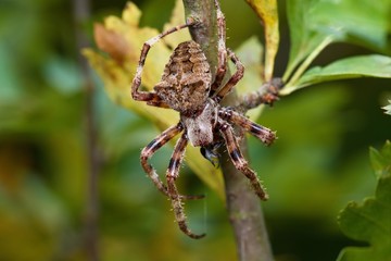European garden spider in its natural environment, Danubian meadow, Slovakia, Europe