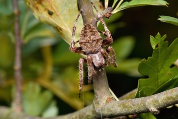 European garden spider in its natural environment, Danubian meadow, Slovakia, Europe