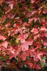 Red autumn leaves of viburnum