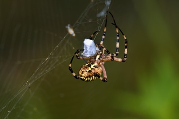 Close up of Argiope bruennichi in Danubian wetland meadow, Slovakia, Europe
