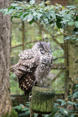 long-eared owl witting on branch. Wild birds in nature.
