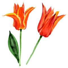 Fototapeta na wymiar Orange tulip floral botanical flowers. Watercolor background illustration set. Isolated tulips illustration element.