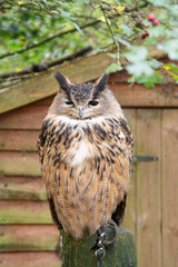 long-eared owl witting on branch. Wild birds in nature.