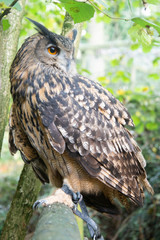 long-eared owl witting on branch. Wild birds in nature.