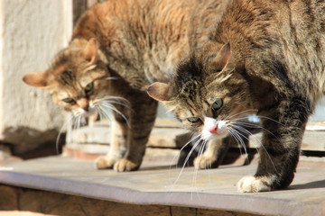 Very angry synchronous cats look furiously ruffling their fur. Funny cats.