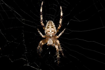 European garden spider on black background, Danubian wetland, Slovakia, Europe