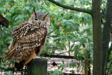 long-eared owl witting on branch. Wild birds in nature.