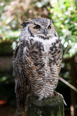 long-eared owl witting on branch. Wild birds in nature.