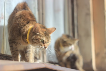 Very angry synchronous cats look furiously ruffling their fur. Funny cats.