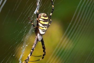Close up of Argiope bruennichi in Danubian wetland meadow, Slovakia, Europe