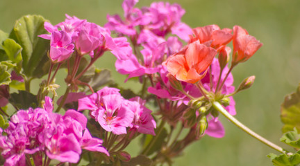 Fototapeta na wymiar Flores rosas y fucsias