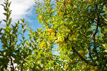 Fruit trees with harvest ripe red and greed apples in a modern Lebanese apple orchard with espaliers at the end of the summer season