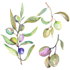 Olive branch with black and green fruit. Watercolor background illustration set. Isolated olives...