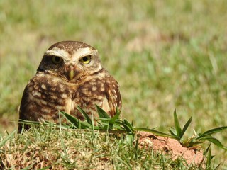 Close-up of a burrowing owl looking straight ahead on a sunny and bright day. In the background, unfocused green vegetation.