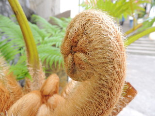 ヘゴ