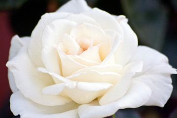 Rosa blanca