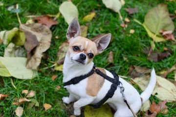 Cute beige and white chihuahua in black harness out for a walk