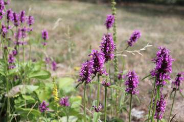 Landscape with wildflowers at sunset. Blooming Betonica officinalis. Medicinal plants, herbs in the garden.Blurred background.