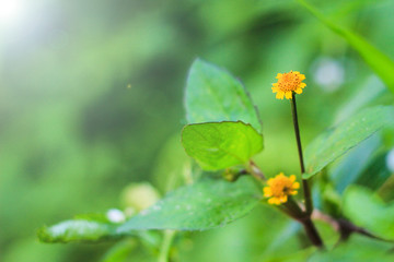 butterfly on flower
