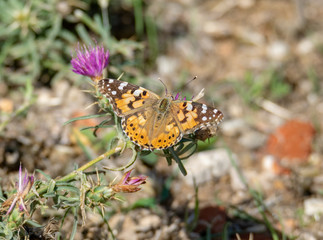 butterfly on a flower