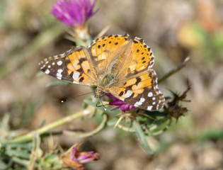 Obraz premium butterfly on a flower